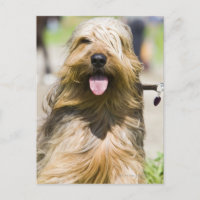 lengua, pelo largo, retrato