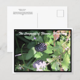 Postal Lenguaje de flores La Blackberry