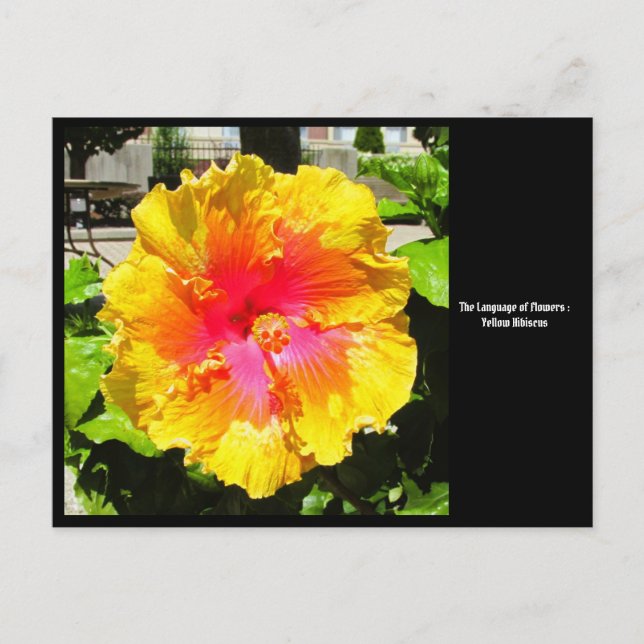 Postal Lenguaje de las flores amarillas Hibiscus Postcard (Anverso)