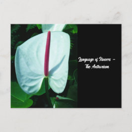Postal Lenguaje de las flores - Anthurium
