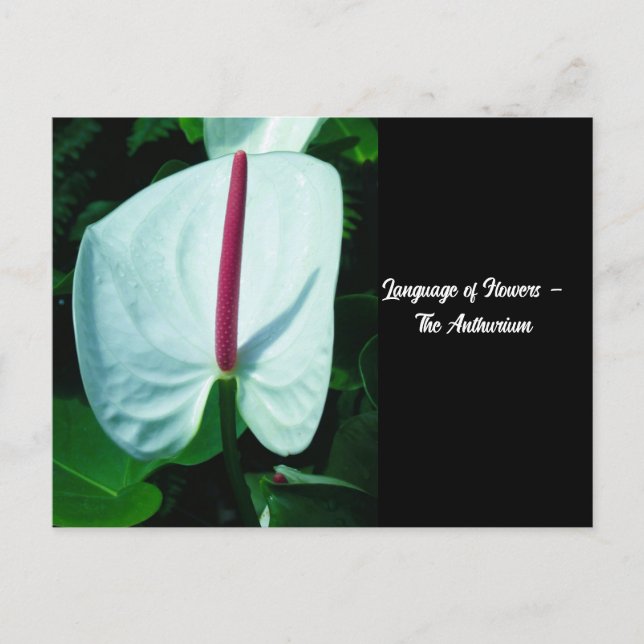 Postal Lenguaje de las flores - Anthurium (Anverso)