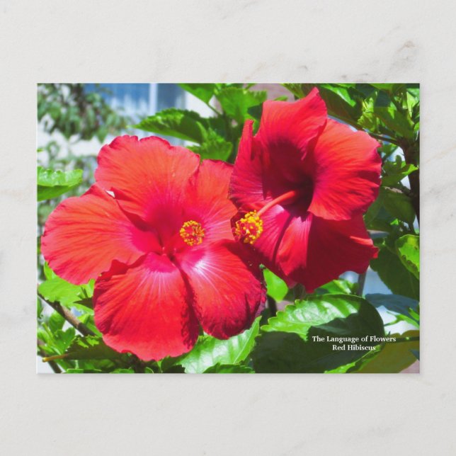 Postal Lenguaje de las flores Red Hibiscus (Anverso)