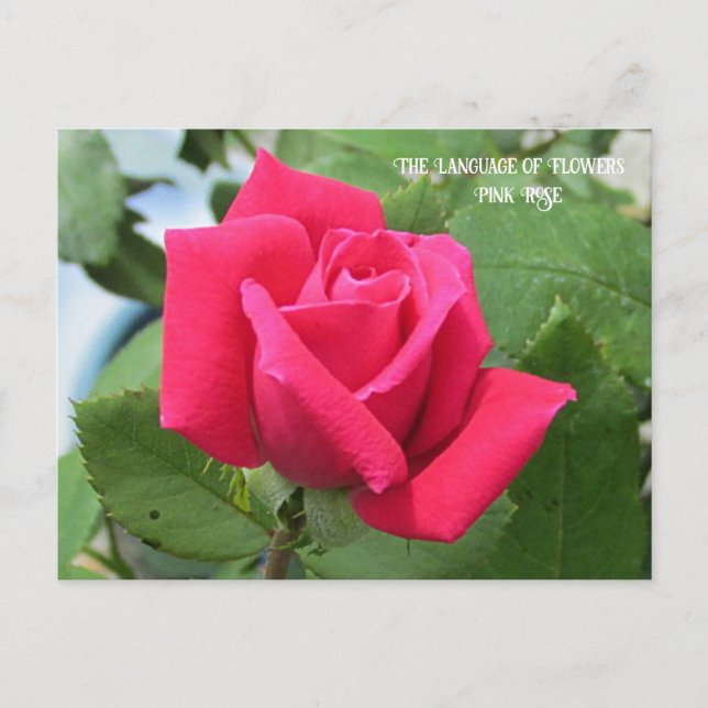 Postal Lenguaje de las flores rosa rosado (Anverso)