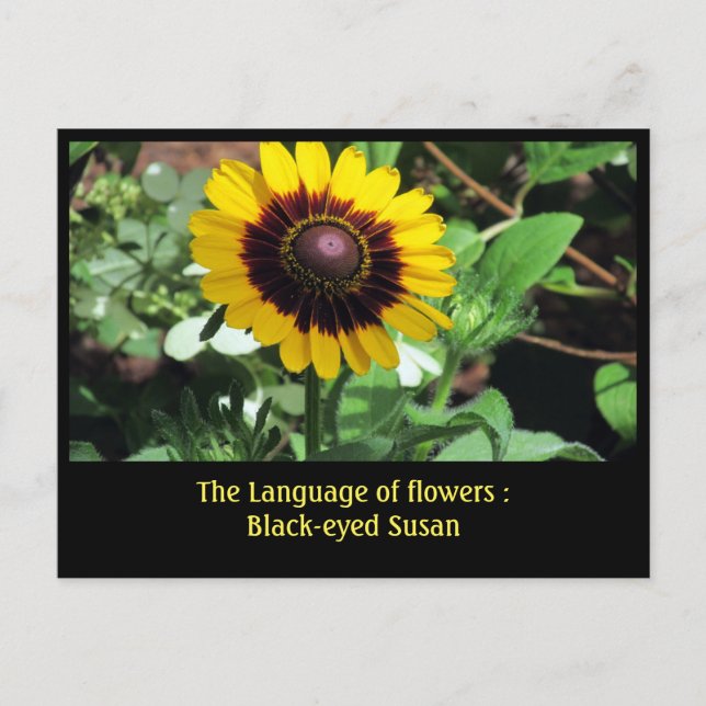 Postal Lenguaje de las flores : Susan de ojos negros (Anverso)