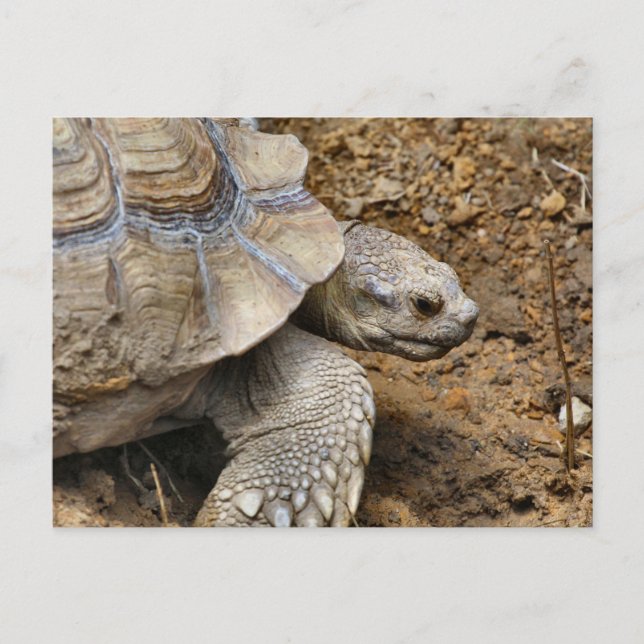 Postal Lento  (Anverso)