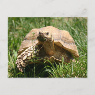 Postal Lento pero estable