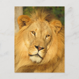 Postal León africano