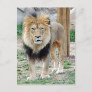 Postal León africano