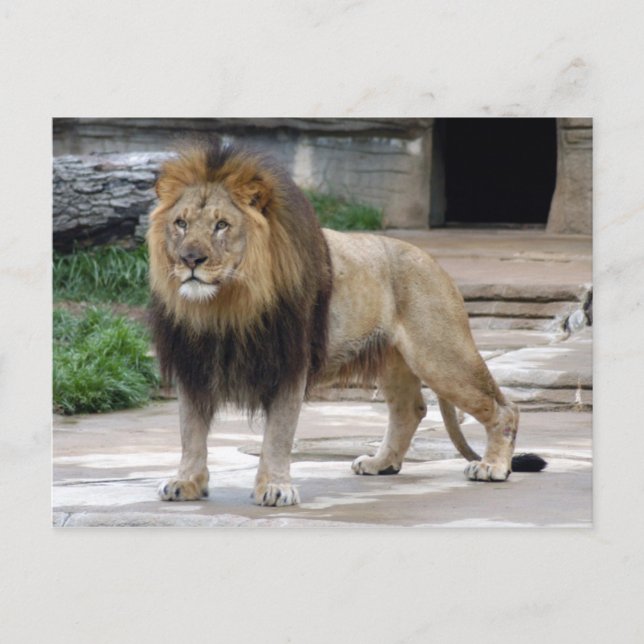 Postal león africano4x6 (Anverso)