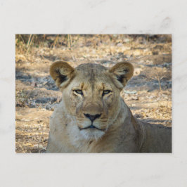 Postal - León africano femenino en Zambia