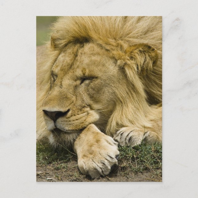 Postal León africano, Panthera leo, acostado dormido (Anverso)