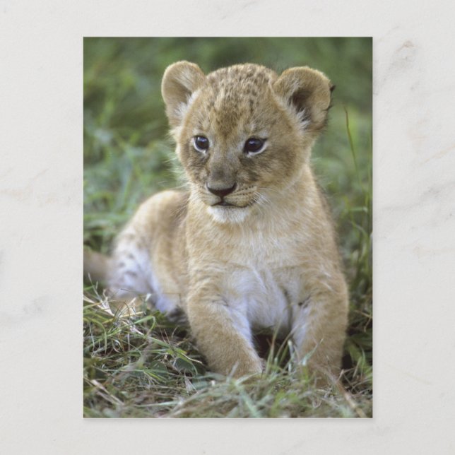 Postal León africano, Panthera leo), Tanzania, (Anverso)