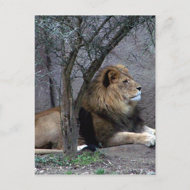 Postal león africano por árbol (Anverso)