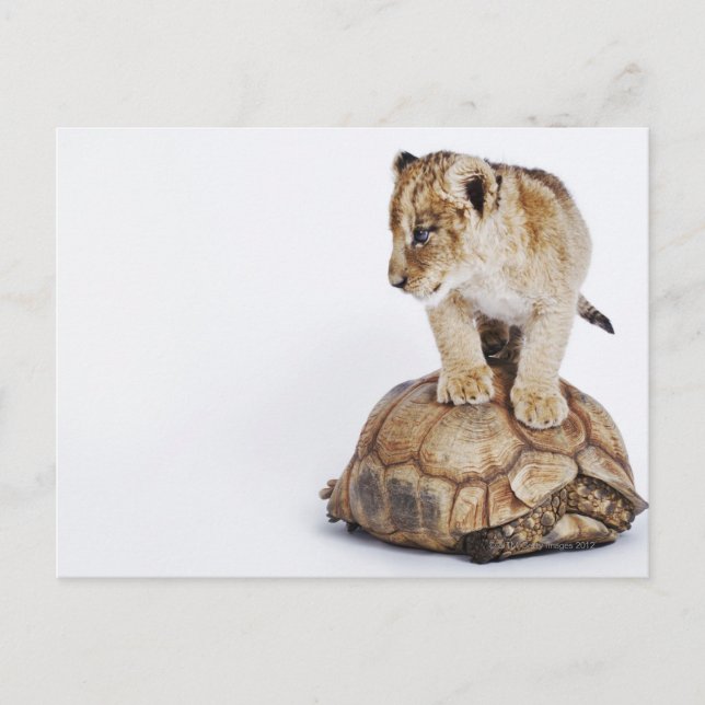 Postal León bebé parado en la tortuga, fondo blanco (Anverso)