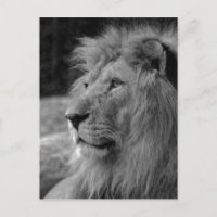 León blanco y negro - Animal salvaje