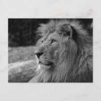 León blanco y negro Rey - Fotografía animal