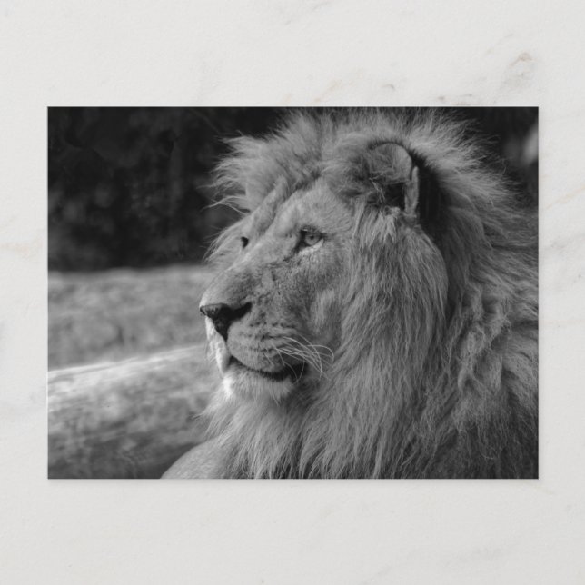 Postal León blanco y negro Rey - Fotografía animal (Anverso)