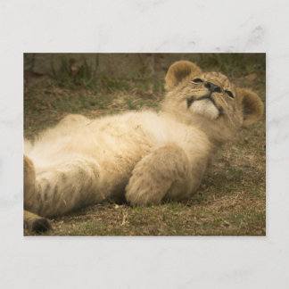 Postal león cachorro lindo divertido relajación estrés sa