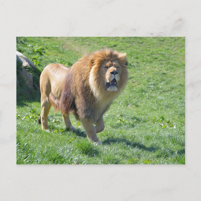 Postal León caminando sobre hierba (Anverso)