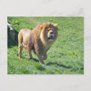 Postal León caminando sobre la hierba