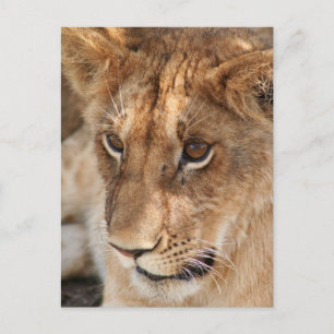Postal León Cub