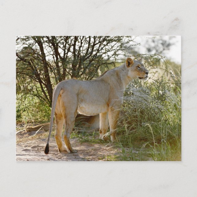 Postal león de la leona, Panthera leo, Kgalagadi (Anverso)