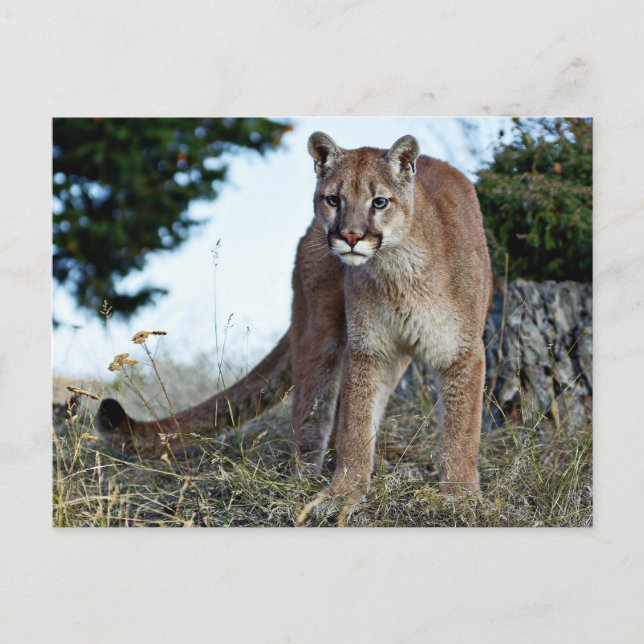 Postal León de montaña en la montaña (Anverso)