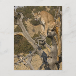 Postal León de Montaña, también conocido como puma, couga