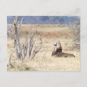 Postal León de Yawning