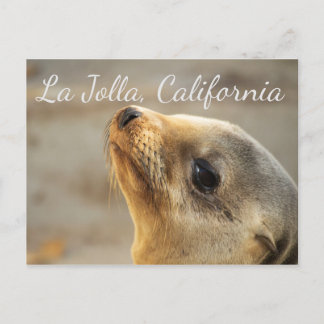 Postal León del Mar Bebé, La Jolla California