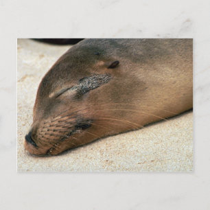 Postal León del Mar de Galápagos