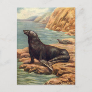 Postal León del mar de Vintage cerca del mar, mamíferos m