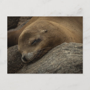Postal León del Mar Sleepy - Fotografía durmiente de vida