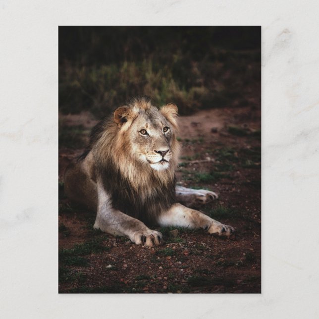 Postal León en libertad Fotografía Postcrossing (Anverso)