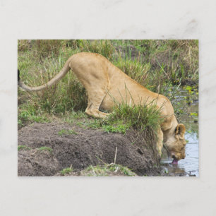 Postal León femenino (Panthera leo), Masai Mara National