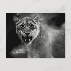 Postal León furioso en blanco y negro