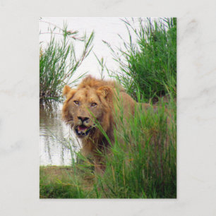 Postal león kruger