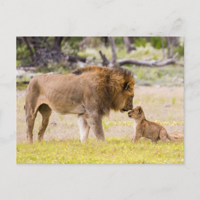 Postal León macho alfa inspecciona cría (Anverso)