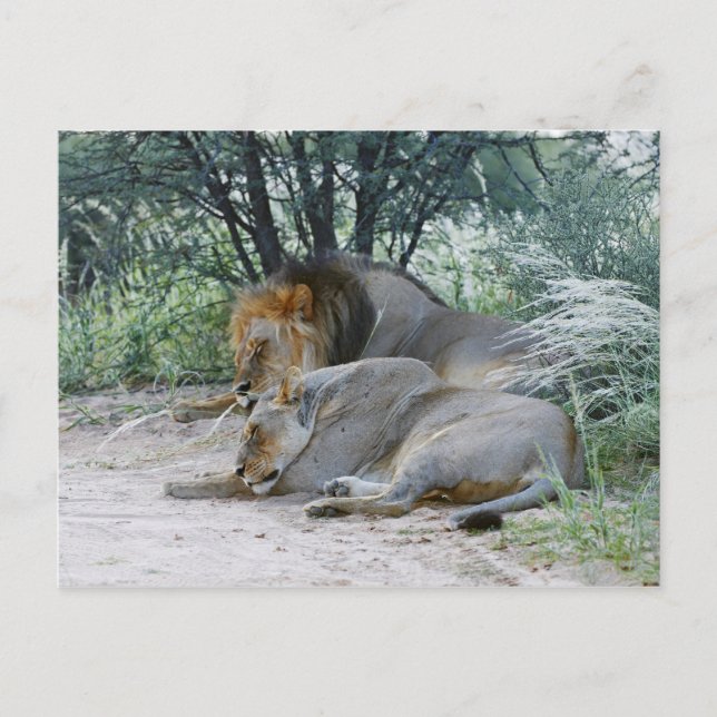 Postal león macho durmiente y leona, Panthera leo, (Anverso)