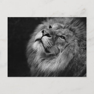 Postal León macho en foto de cierre en blanco y negro