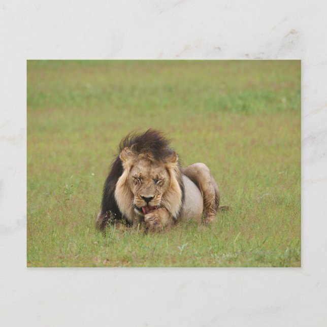 Postal león macho, Panthera leo, limpiándose, (Anverso)
