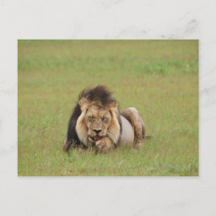 Postal león macho, Panthera leo, limpiándose,
