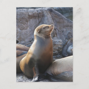 Postal León Marino
