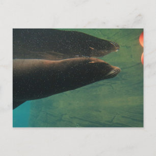 Postal León marino