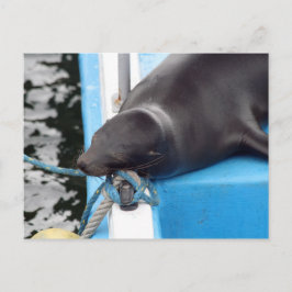Postal León marino de las Islas Galápagos