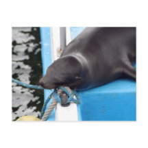 León marino de las Islas Galápagos