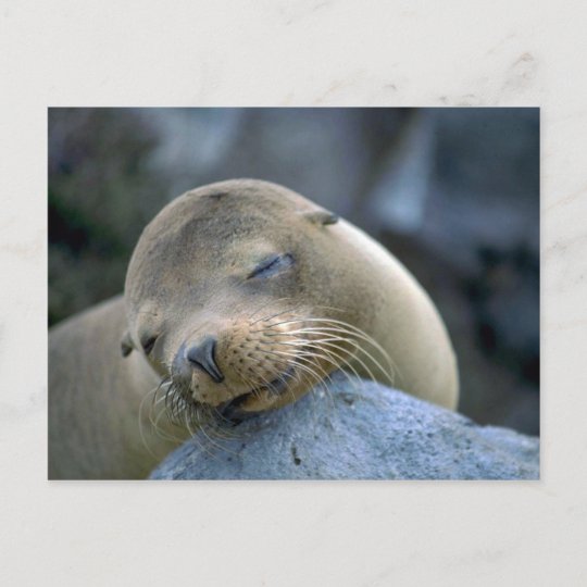 Postal Leon Marino Del Bebe Islas De Las Islas Galapagos Zazzle Es