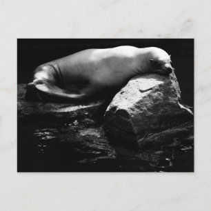 Postal León marino durmiente .1781