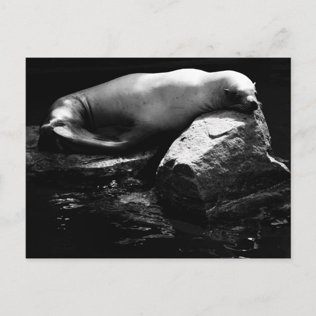 Postal León marino durmiente .1781 (Anverso)