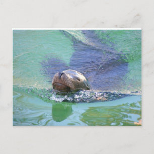 Postal León marino; ¡En el baño de las cosas!